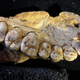 Fossil of a partial human jawbone dated to between 175,000 and 200,000 years ago.